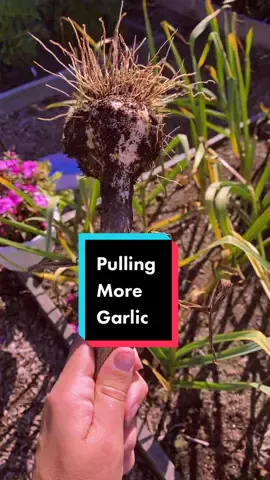 Pulling More Garlic #garlic #harvest #homestead #growyourownfood #garden #gardening #gardening101 #gardentok #gardentoplate #grow #plants #plantsoftiktok