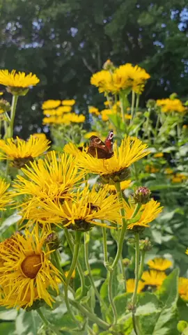 That moment that brings love...#phone video #bee #butterfly #fly #flower #nectar #honey