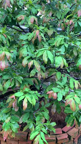 Sử dụng siêu lân tượt ra đồng loạt