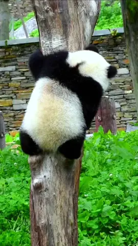 Small sample drop, this is really cute by the short legs#fypシ #fyp #pandas #animal #foryou #tiktok #cute