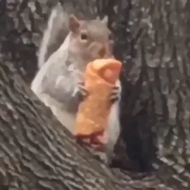 This mouse jusy stole my eggroll #fyp #viral