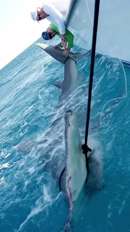 Catching and releasing this record-sized hammerhead with Greg Norman is one of the greatest moments in BlacktipH history!! #catchandrelease #sharkfishing #hammerhead #fishing