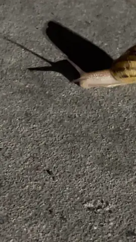 🐌 🏎
