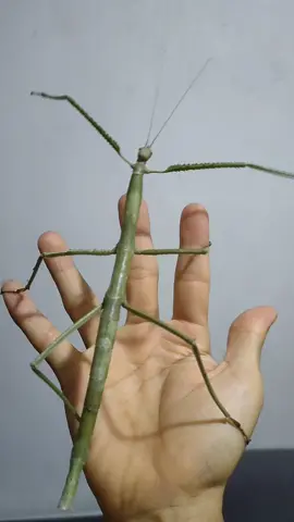 Tunggu dah, ini kayu kok gerak 🧐 #fyp #kayu #hewanlangka #getstickbugged #getstickbuggedlol #serangga #belalang #seranggakayu #phasmid #belalangtongkat #seranggalangka #hewanlangka #peliharaan #exotic #exoticpets #tirachoidea