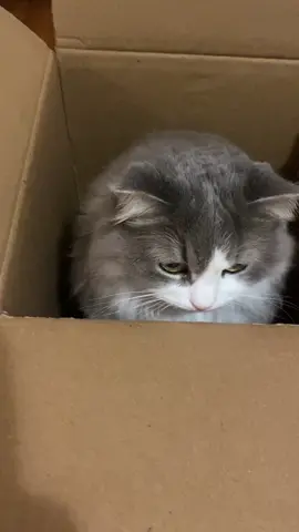 Box is the best stuff for the cat😻😸 #ragamuffincat #furball #furbaby #furryfriend #catontiktok #indoorcat