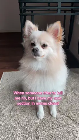 #pomeranian #mywayorthehighway #dogsoftiktok #dogmom #dogclothes