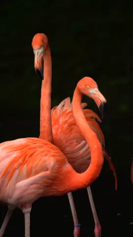 Flamingo encounters 🦩🦩🦩 #flamingo #birds #birdsoftiktok #reels #wildlife #wildlifephotography #wildlifephotographer #nature #birdlovers #instagood #wildlifelovers #animalplanet #photographylovers #photography #animals #animalplanet #animalkingdom #travel #adventure #wanderlust #fyp #pink #natgeoyourshot #bbcearth #viralreels #tiktokreels #reelsviral #tiktokreels #animallovers #trending