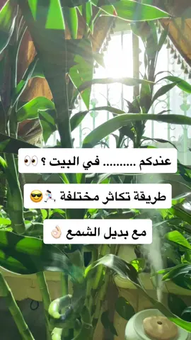 مشاهدة ممتعة 😍 شاركونا تجاربكم مع ساق البامبو    🤍🎋 #نبات #زرع #معلومات #تكاثر #المدينه_المنوره #fyp #fyp #foryou #foryoupage #explore #vl #اكسبلور #السعودية #الهاشتاق_للرخوم #جديد #ترند #trending