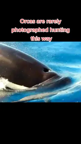 Orcas are rarely photographed hunting this way، it's amazing  #orca #orca_whale #fyp #foryou #whale ##foryoupage