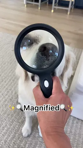 Did you like it🔍? #boop #foryou #boopthesnoot #dogsoftiktok #teef