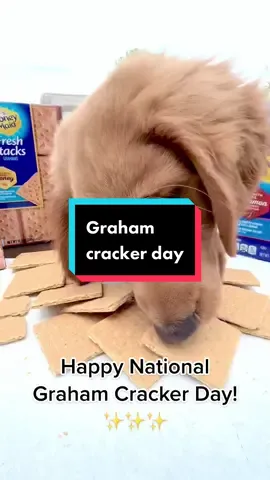 Happy National Graham Cracker day!! Enjoy a Smore or two! #nationalday #nationaldays #nationalgrahamcrackerday #puppy #goldenretriever #minigoldenretriever #dogsoftiktok #puppiesoftiktok