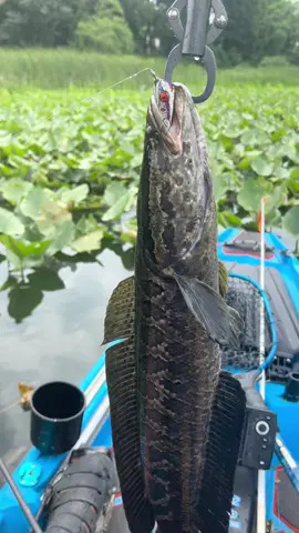 Little 🐍 need the love too! #snakehead #northernsnakehead #snakeheadfishing #fyp #fypシ #getoutdoors #kayakfishing #littlefish #beautifulfish