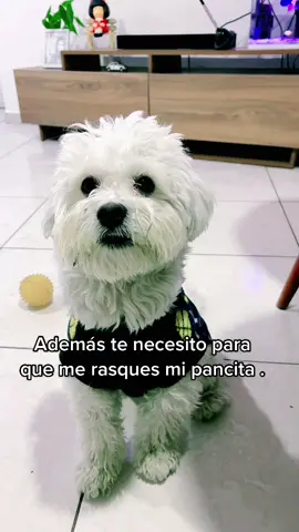 🥰🥰 #bichonmaltes #mascotastiktok #cachorros #lucas #perros #fyp