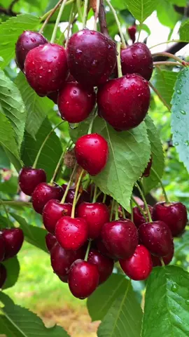 Cherry picking 🍒🍒🍒🍒🍒#cherry #garden #ny