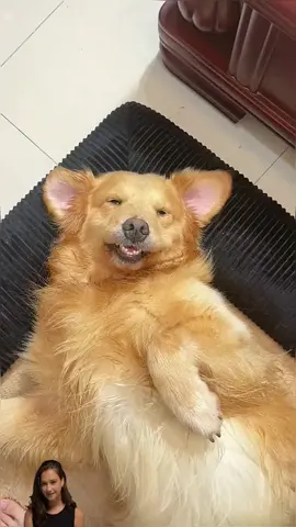 Charming little eyes and tiny front teeth 🥰🥰🥰 #dog #pet #fyp