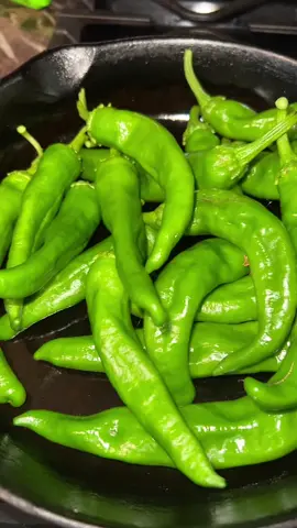 My green chile is growing so good #nmgreenchile 😍 #newmexico #fyp