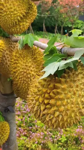 super love fruit #fruit China's big durian, is it very similar to Thailand's
