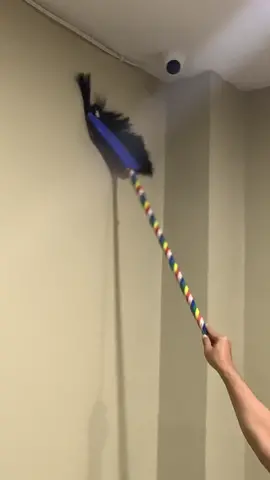 Kecoak terbang are another level of insect :) #fyp