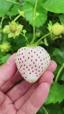 White strawberries#fruit