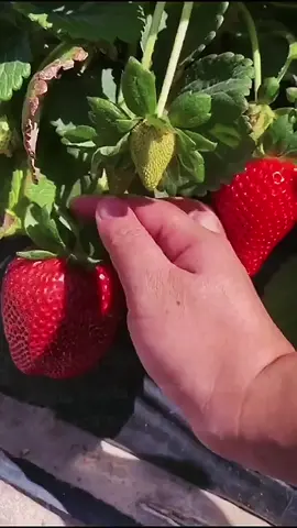 Super big strawberries#fruit