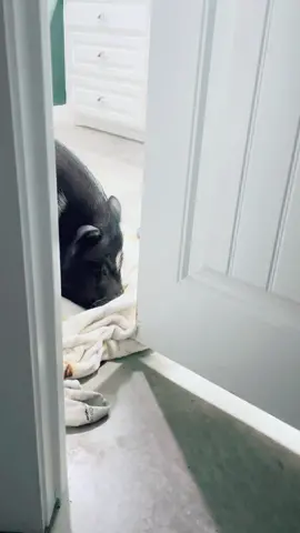 I literally sit in our bathroom every night to watch him do this! 😂 that side eye tho 😂😂😂😂 ##PlutoTVIsFree #pigsoftiktok #MerleHogard