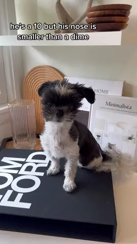 still very boopable though 🥰 #dogtok #puppylove #tinydog #smalldog