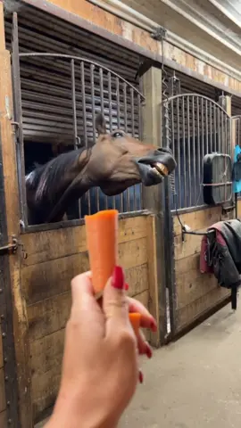 Gorgeous #fyp #horsesoftiktok #funnyanimals