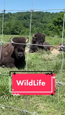 Tbh I prefer these over bugs #rvlife #nomad #camperlifestyle