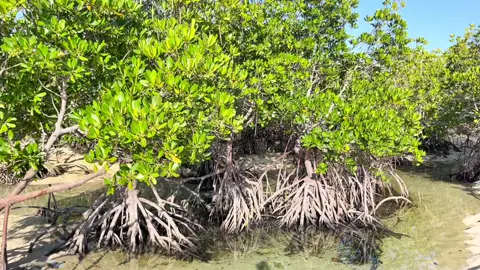 #fyp #fypシ #alibijabanislandquezon #mangroves