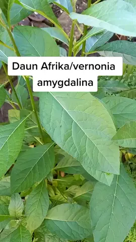 daun afrika dgn segudang manfaat . daun afrika ini biasa d jadikan terapi untuk mengatasi masalah diabetes/kadar gula darah yg tinggi . #herbal #backtonature