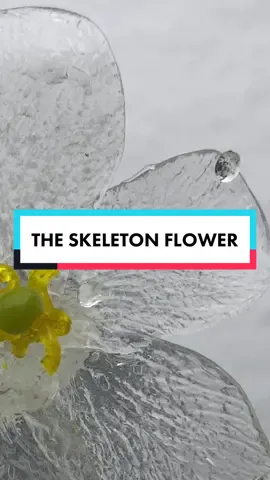 #SkeletonFlower #AppalachianMountains #Japan #China #Flower #Plant #Botany #ScienceTok #Ridiculous #CoolFacts #FunFacts #StoryTime #LearnOnTikTok #EduTok #ForYou #ForYouPage #fyp #StayCuriousMyFriends