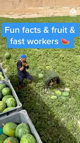 Did you know that watermelons are 92% water? 🍉 Credit IG/ moad_dragma_ #FunFacts #watermelon #fastworkers #satisfying #peopleareawesome