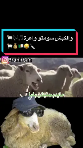 والكبش سومتو واعرة🎵🎶🐏🔪😂🇩🇿💰🐏