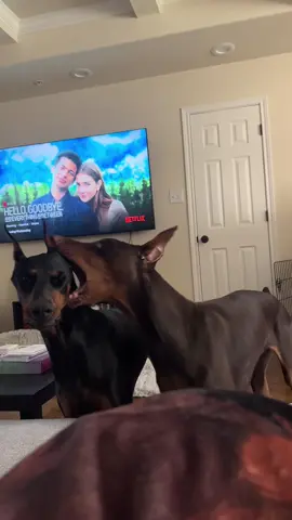 so nice to each orher 😀 #dobermanpinscher #dobermans #dobermans_of_tiktok #dobermanpuppy #SelfCare #PetsOfTikTok #dogsoftiktok #PlutoTVIsFree #crazydogs
