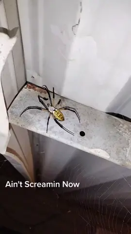 This is the best one yet 🤩 spider and cicada meet and eat #PlutoTVIsFree #arachnophobia #arachnid #AmazonMusicProudHeroes