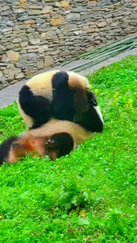 How heavy is this mother's love, front and back somersaults#fypシ #fyp #pandas #animal #foryou #tiktok #cute #panda