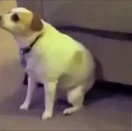 Having a little fun today 🤣 #fypシ゚viral #fy #doggydance #dogsoftiktok #doggy