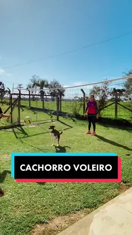 Nosso cachorro que pula igual ao Hinata! Hahaha #volei #jogandovolei #dicasdevolei #voleibr #voleyballplayer #voleylovers #doglover #cachorrojogandovolei #voley #volleyball #hinatashoyo