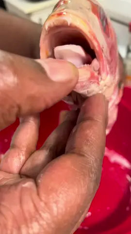 Who want that mop mop 2000 ? #fyp #fishysmell #518 #djallout #funny #fish #albanyny #dumpsquad