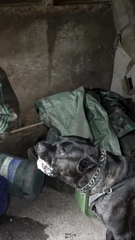 That bite! Confined space work with our boy 🖤 #canecorso #itallianmastiff #canecorsoitaliano #protectiondog #workingdog #beastmode