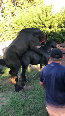 #fyp #viral #ranchoelhuevito #ItsGreatOutdoors #colageno #parati