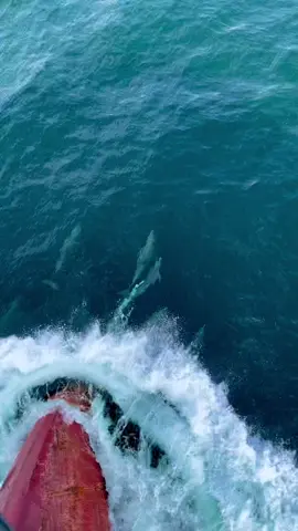 #pelautmalaysia🇲🇾 #pelautmuda🚢⚓ #pelautpunyacerita #abgkapal #fypdongggggggg #fypシ #fypシ゚viral #fypyoupage #ikanlumbalumba