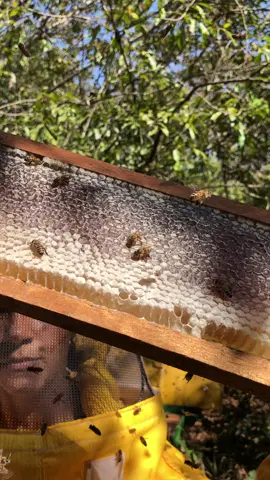 #apis #mel #apicultura #abelha #abelhacomferrao #apiario #bees