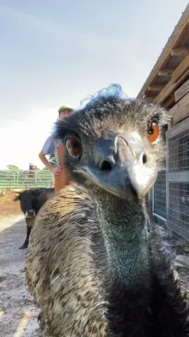 Another day, another Emmanuel don’t do it🤦🏼‍♀️its impossible to educate under these hostile work conditions #emu #emmanueltheemu #farmlife #choas