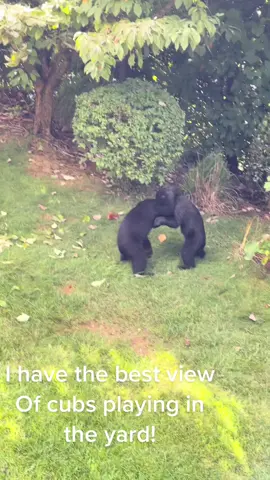 So much fun to watch the cubs playing in the yard! #gatlinburg #mamabearandcubs #blackbear #smokymountainstennessee #funnyanimals #naughtybears #blackbearsmatter #blackbears #vols #dontfeedthebears #tennessee #badbears #happybear #dogwoodtree #smokymountains #walkthisway #dumbtourist #briarcliff #iloveblackbearssomuch #