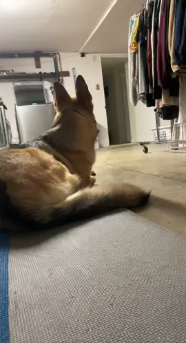 You think she got scared? 😰#germanshepherd #dogsoftiktok #prankingmydog #mask #jokes