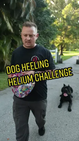 Dog heeling helium challeng #animals #cane #canecorso #canecorsoitaliano #canecorsolove #canecorsolover #canecorsolovers #canecorsomania #canecorsomastiff #canecorsoofinstagram