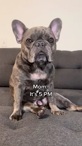 #frenchiesoftiktok #PetsOfTikTok #dogsoftiktok #fyp