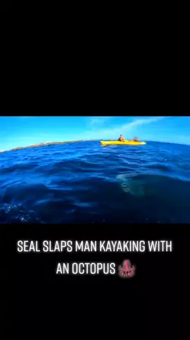 Seal slaps a man kayaking in the face with an octopus 🐙🤣 ##kayaking #ocean #sea #slap #seal #octopus #funny #hilarious #fy #fyp #foryou #paddle #swimmin #iykyk #wildlife #Outdoors