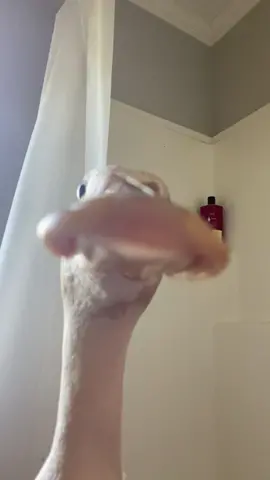 Plz pick up the phone.                                      #duck #animals #bird #pet #phone #quack